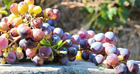 提子的吃法_哪些人不能吃提子 提子的吃法_哪些人不能吃提子