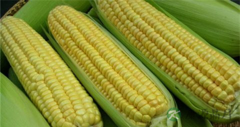 嫩玉米的吃法_哪些人不能吃嫩玉米 嫩玉米的吃法_哪些人不能吃嫩玉米