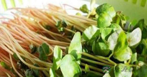 荞麦芽的营养价值_吃荞麦芽的好处