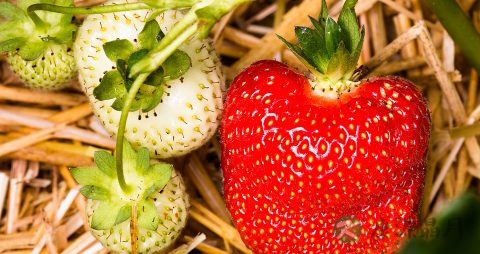 冻草莓怎么做罐头 冻草莓怎么做罐头