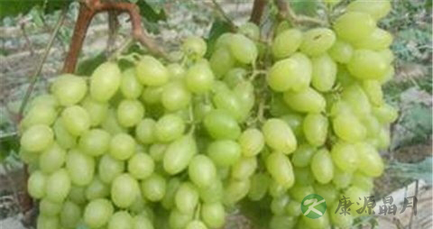 青提的吃法_哪些人不能吃青提