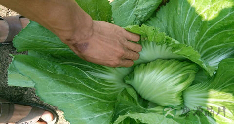 盖菜的吃法_哪些人不能吃盖菜