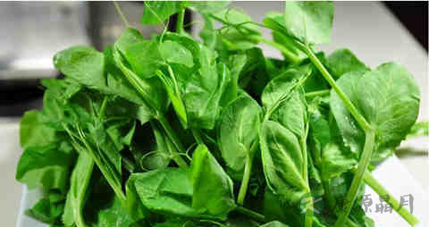 豌豆尖的营养价值_吃豌豆尖的好处 豌豆尖的营养价值_吃豌豆尖的好处