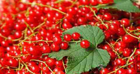 醋栗的营养价值_吃醋栗的好处