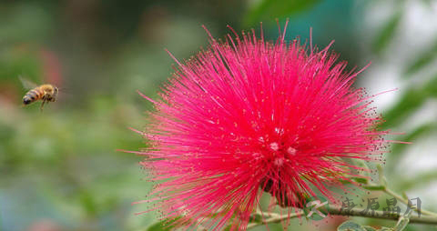 合欢花茶的吃法_哪些人不能吃合欢花茶