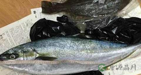 鲣鱼的营养价值_吃鲣鱼的好处