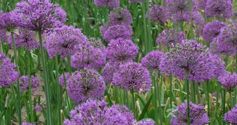 藠头的营养价值_吃藠头的好处