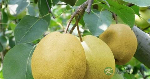 酥梨的吃法_哪些人不能吃酥梨