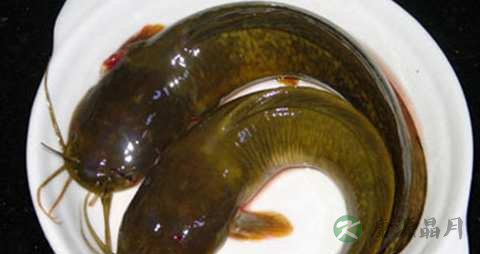 塘鲺的营养价值_吃塘鲺的好处 塘鲺的营养价值_吃塘鲺的好处