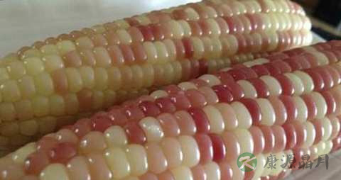 糯玉米的营养价值_吃糯玉米的好处 糯玉米的营养价值_吃糯玉米的好处