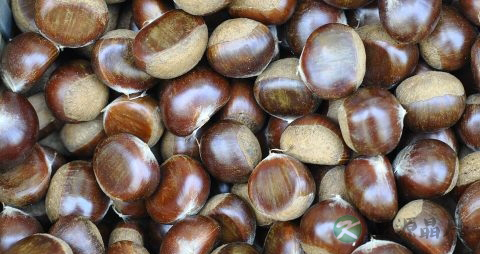 生板栗可以冷冻吗