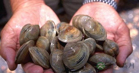 怎么挑选活蛤蜊