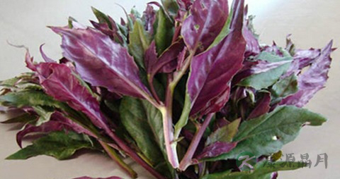 补血菜的营养价值_吃补血菜的好处