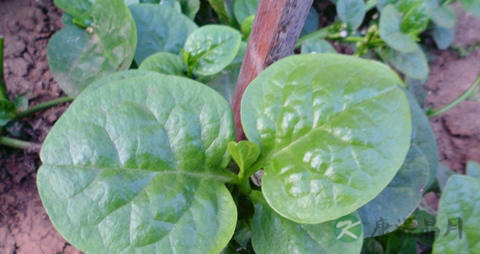 木耳叶的营养价值_吃木耳叶的好处