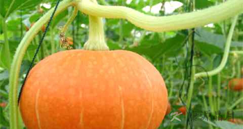 西柚能和虾一起吃么