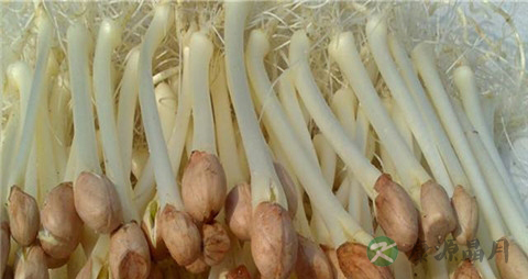 怎么发花生芽