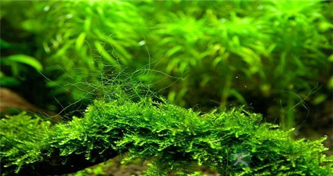 软丝藻的营养价值_吃软丝藻的好处