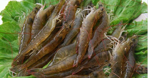 中国对虾的吃法_哪些人不能吃中国对虾