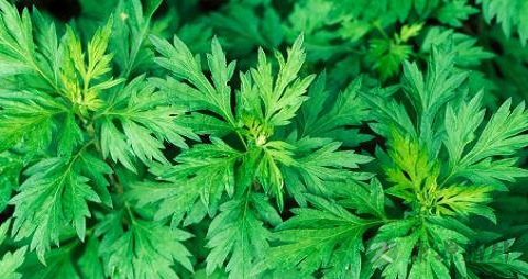 艾蒿的吃法_哪些人不能吃艾蒿 艾蒿的吃法_哪些人不能吃艾蒿