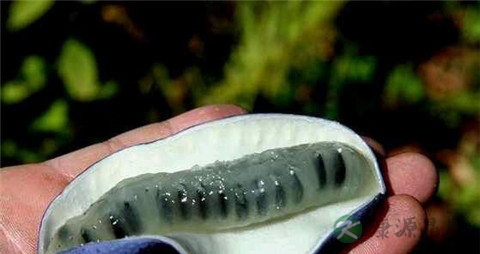 猫屎瓜的营养价值_吃猫屎瓜的好处