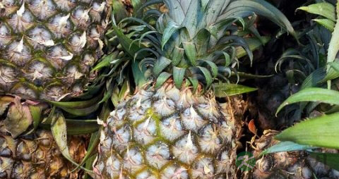 菠萝切开后怎么保存