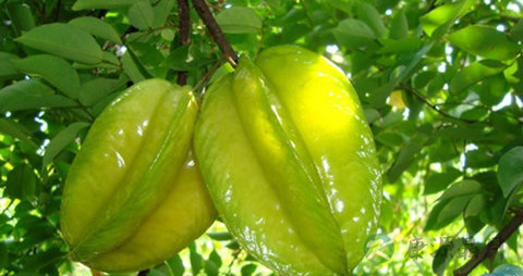 阳桃的吃法_哪些人不能吃阳桃