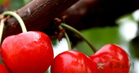 樱桃车厘子怎么分