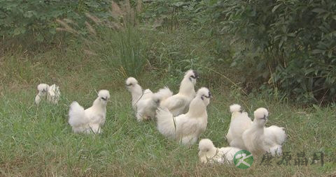 乌鸡的吃法_哪些人不能吃乌鸡