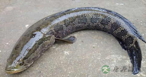 黑鱼和鲶鱼的区别