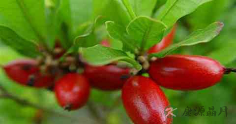 神秘果的吃法_哪些人不能吃神秘果