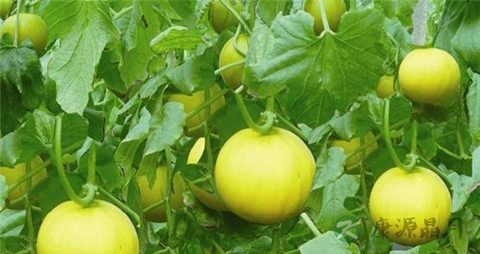 香瓜是热性还是凉性的