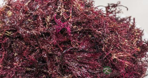 石花菜的营养价值_吃石花菜的好处