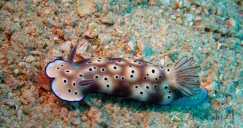 海兔鱼的吃法_哪些人不能吃海兔鱼