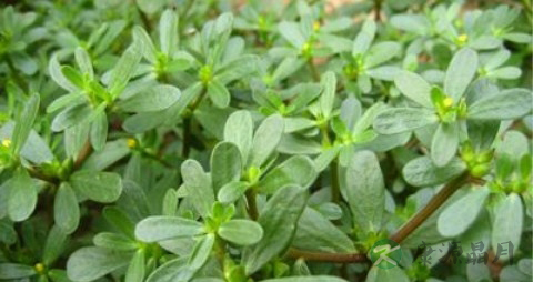 马齿苋能治肾炎吗 马齿苋能治肾炎吗