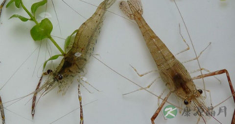 小河虾的营养价值_吃小河虾的好处