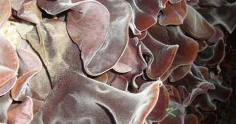 毛木耳的吃法_哪些人不能吃毛木耳