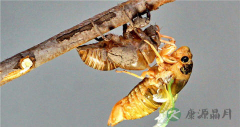 知了猴的吃法_哪些人不能吃知了猴