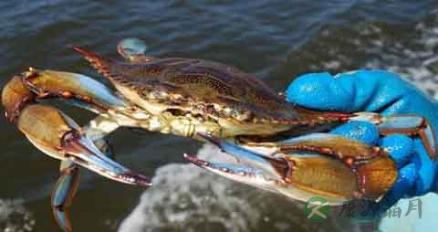 蓝蟹的营养价值_吃蓝蟹的好处