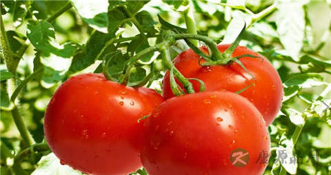 西红柿的营养价值_吃西红柿的好处