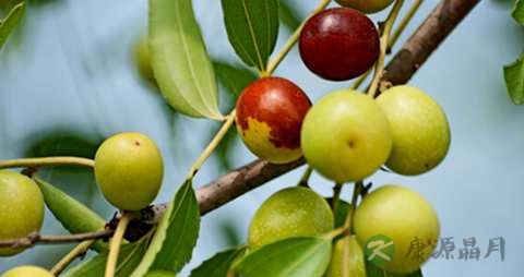 酸枣的营养价值_吃酸枣的好处