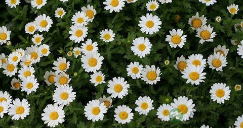 野菊花茶的营养价值_吃野菊花茶的好处