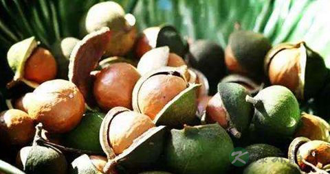 夏威夷果没有开果器怎么开 夏威夷果没有开果器怎么开