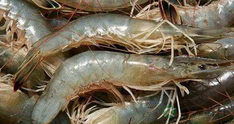 中国对虾的营养价值_吃中国对虾的好处