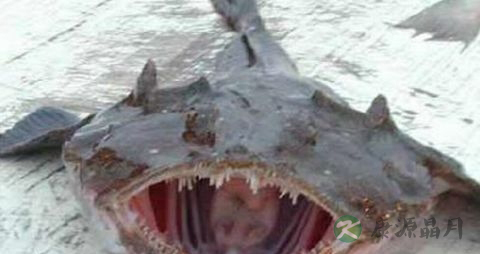 安康鱼的营养价值_吃安康鱼的好处