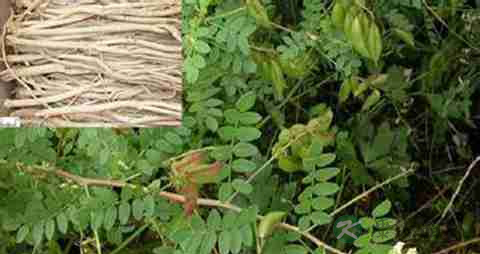 黄芪的营养价值_吃黄芪的好处