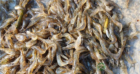 河虾的营养价值_吃河虾的好处