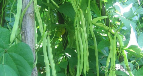 刀豆的营养价值_吃刀豆的好处