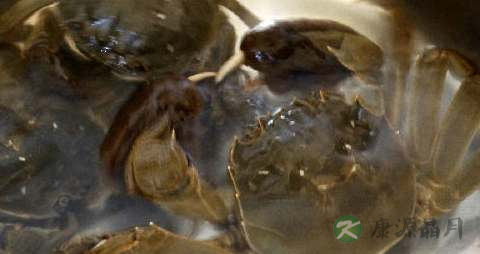 清蒸螃蟹的做法步骤 清蒸螃蟹的做法步骤