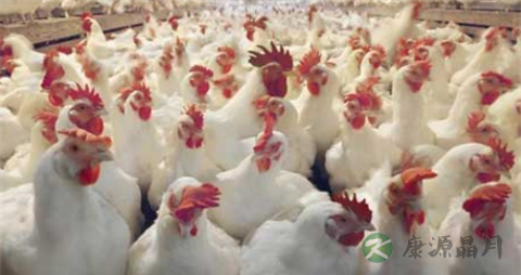 区别散养鸡和速成鸡的方法