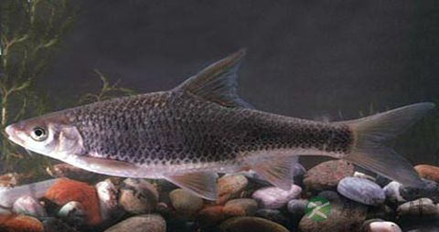 青鳞鱼的营养价值_吃青鳞鱼的好处 青鳞鱼的营养价值_吃青鳞鱼的好处